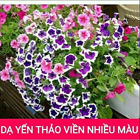 Hạt giống Dạ Yên Thảo viền khoang