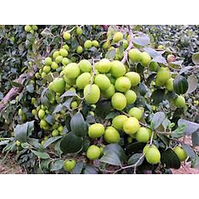Mua Cây táo thái miền nam  giống táo thái miền nam quả qua ngọt mát