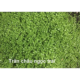 Cây Trân Châu Ngọc Trai - Cây trãi nền thủy sinh