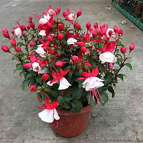 Mua (GIÁ SỈ) CÂY HOA LỒNG ĐÈN