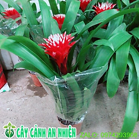 Cây Vẩy Nến