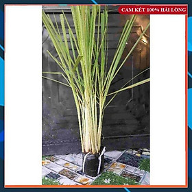 Mua Combo 3 Chậu Sả Có Sẵn Rễ Thân Lá Dễ Trồng SAMSON GARDEN