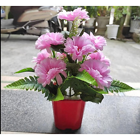 Mua Hoa Vải Lụa Chậu Hoa Bốn Mùa Đã bao gồm chậu Nhựa Cắm Sẵn Như Hình 100