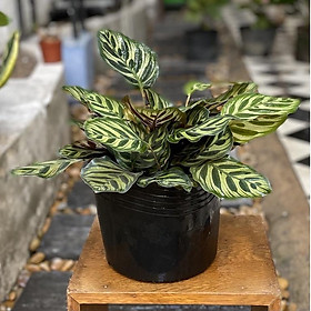 Cây Đuôi Công Khổng Tước để bàn - Calathea Medallion