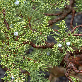 Các loại lá xô thơm xông nhà thanh tẩy không gian sống (White sage - Black sage - Rosemary - Juniper...)