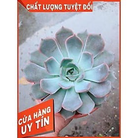 Sen Đá Size Đại 2