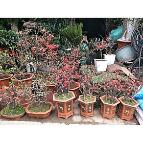 Mua Mai Đỏ bonsai TỨ QUÝ CHẬU HOA QUANH NĂM SIÊU ĐẸP