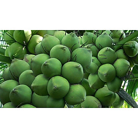 [Chỉ giao Long An] Dừa xiêm xanh nguyên trái (trái/gói)