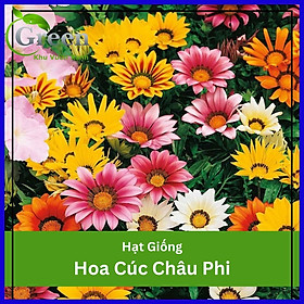 Hạt Giống Hoa Cúc Châu Phi F1 Nhiều Màu Mix