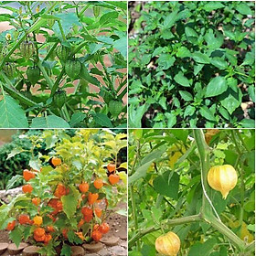 Mua Hạt giống cây tầm bóp hạt giống chất lượng cao- 1 gói 0 2 gram