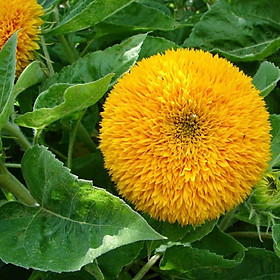 Mua Hạt Giống Hoa Hướng Dương Kép (tặng kèm phân)