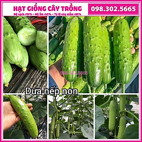 Hạt giống dưa chuột nếp F1 cao sản - gói 10 gam - nảy mầm tốt, năng suất cao