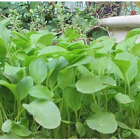 Hạt giống rau cải ăn non baby - Gói 1kg