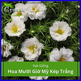 Hạt giống hoa mười giờ Mỹ kép trắng (gói 50 hạt)