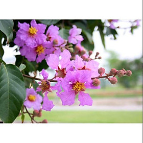 Mua Cây Bằng Lăng Tím