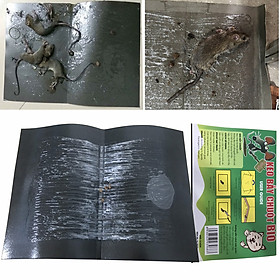 Mua Keo dính chuột keo bẫy chuột miếng dính chuột Bio