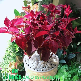 Mua Chậu Cây Lá Gấm Đỏ