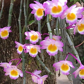 1 bảng lan long tu đá hoa tím hàng rừng thuần chậu siêu to, hoa siêu đẹp