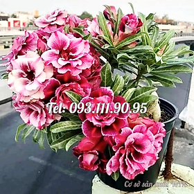 Mua Hạt giống hoa sứ kép Thái Lan màu hồng cánh xoăn - Bịch 10 hạt – Mã số 1751
