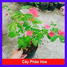 Cây Điệp Lào - cây cảnh đẹp + tặng phân bón cho cây