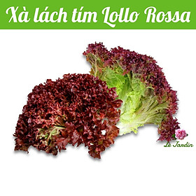 Hạt giống xà lách xoăn tím Lollo Rossa - Chịu nhiệt tốt