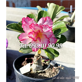 Hạt giống hoa sứ kép Thái Lan màu hồng thân lùn – Bịch 10 hạt – Mã số 1795