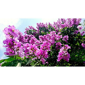 Mua Cây giống bằng lăng tím cây 1m đánh đất