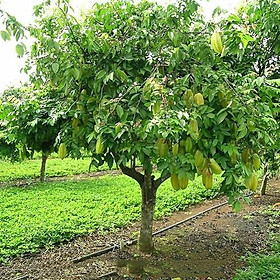 Mua Cây giống Khế Chua sai quả