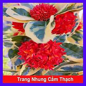 Mua Cây Trang Mỹ Đỏ Cẩm Thạch - Trang Nhung Cẩm Thạch + tặng phân bón cho cây mau lớn