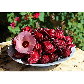 Mua Hạt giống Bụp Giấm