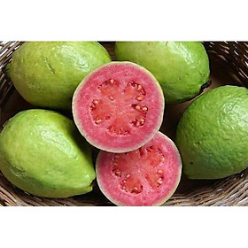 Mua CÂY GIỐNG ỔI RUỘT ĐỎ BẾN CÁT