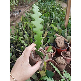 Combo 2 cây quỳnh đỏ xương cá nguồn gốc mexico chuẩn giống