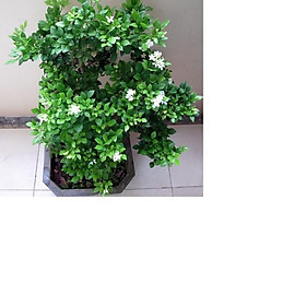 Mua Cây Nguyệt Quế  cây giống gửi đi nguyên bầu