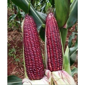 Mua COMBO 2 gói hạt giống ngô tím Lai F1-gói 30 hạt - Tặng gói phân bón lót