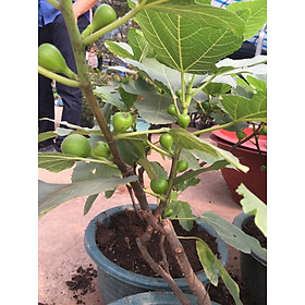 Mua Cây sung mỹ  cây sung mỹ đang quả  quả cực ngon