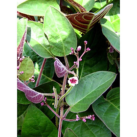 Mua CÂY GIỐNG MƠ LÔNG TÍM (MƠ LÔNG TAM THỂ LÁ MÀU TÍM)