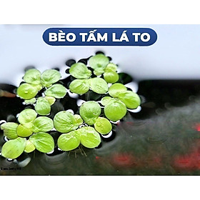 Bèo tía rễ đỏ 40 cây | Bèo thủy sinh