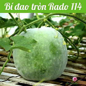 Hạt giống bí đao tròn Rado 114 gói 0,2gr - SAI TRÁI