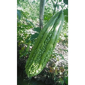 Mua Hạt Giống khổ qua lai F1 - Agri Long 999 ( 1 gói 20gram hơn 120 hạt )