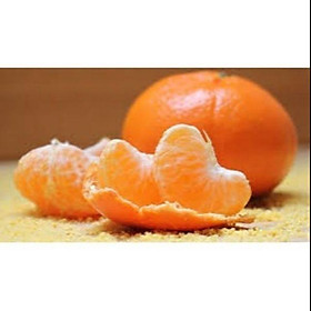 Mua CÂY QUÝT NGỌT