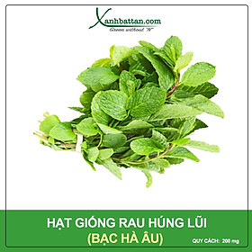 Hạt giống Húng Lũi (Bạc Hà Âu) - Hạt Nảy Mầm Cao, Sinh Trưởng Nhanh