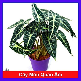 Cây Môn Quan Âm - Cây cảnh để bàn + Tặng phân bón cho cây mau lớn