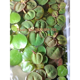 Bèo rễ đỏ - Cây thủy sinh - Red Root Floater