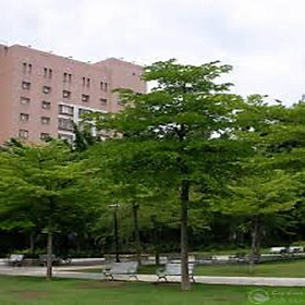 Mua COMBO 10 CÂY GIỐNG BÀNG ĐÀI LOAN  CAM KẾT CHUẨN GIỐNG F1