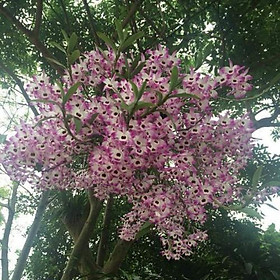 NGUYÊN CHẬULAN HOÀNG THẢO ĐÙI GÀ TRỒNG THUẦN, HOA NỞ TẾT, SIÊU ĐẸP - NCHLDGTTSD