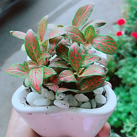 Mua Cẩm Nhung (lá may mắn) Kèm Chậu Sứ