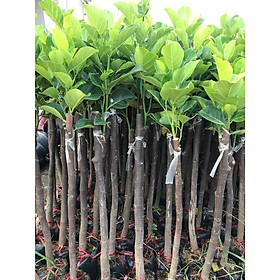 Mua CÂY GIỐNG MÍT DAI TA (Chuẩn giống)