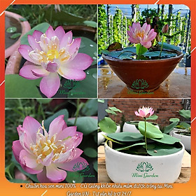 Mua Củ Giống Sen MiNi Hồng Bán Kép
