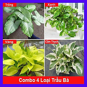 Hình ảnh Combo 4 cây trầu bà ( cây trầu bà trắng + trầu bà xanh + trầu bà vàng + trầu bà cẩm thạch ) tặng phân bón cho cây