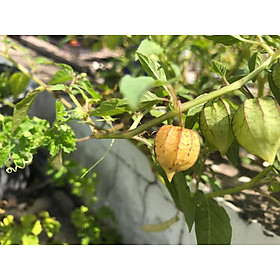 Mua Hạt giống Cây tầm bóp - gói 1gr